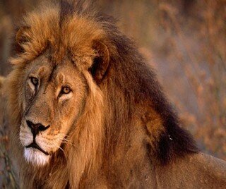 В Египте преступник натравил льва на полицейских