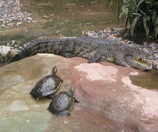 Чемодан черепах и крокодилов