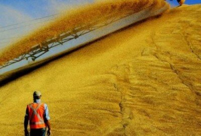 Парламент отменил пошлины на экспорт пшеницы и кукурузы