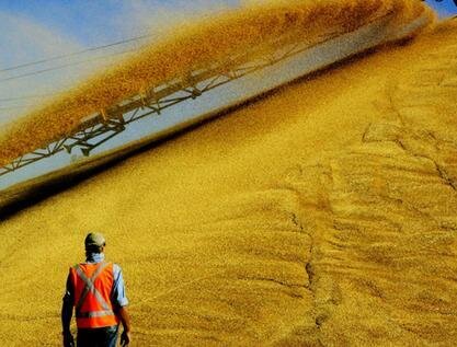 Украина намолотила 44 млн тонн зерна