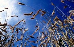 Из-за потепления производство пшеницы упало на 5,5%