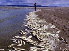 Мор на Азовском море: собрано более 23 тонн рыбы