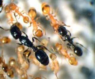 У женщины в ушах обнаружили колонию муравьев
